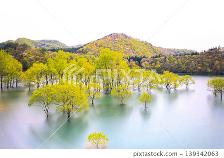 Submerged forest landscape Submerged forest landscape 139342063