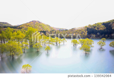 Submerged forest landscape Submerged forest landscape 139342064