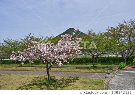 近江富士櫻花綠地 近江富士櫻花綠地 139342121