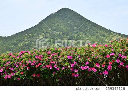 近江富士櫻花綠地 近江富士櫻花綠地 139342126