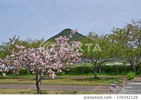 Omi Fuji Sakura Green Space Omi Fuji Sakura Green Space 139342129