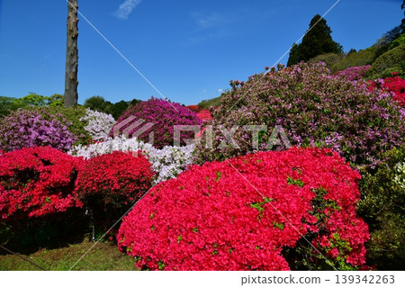 箱根的杜鵑花 箱根的杜鵑花 139342263