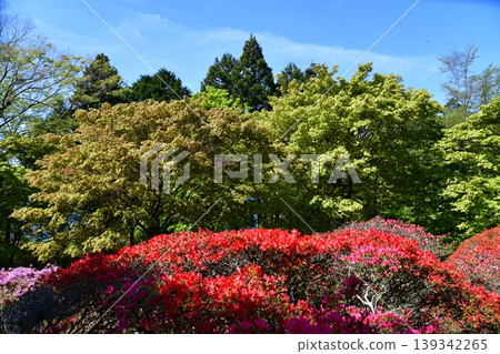 箱根的杜鵑花 箱根的杜鵑花 139342265