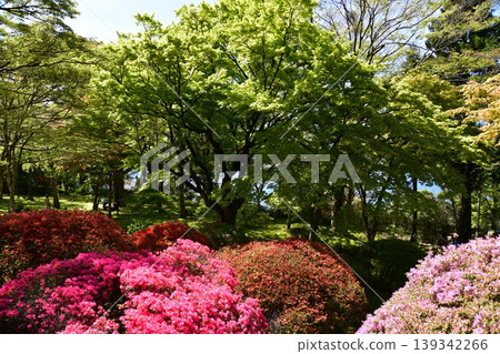 箱根的杜鵑花 箱根的杜鵑花 139342266