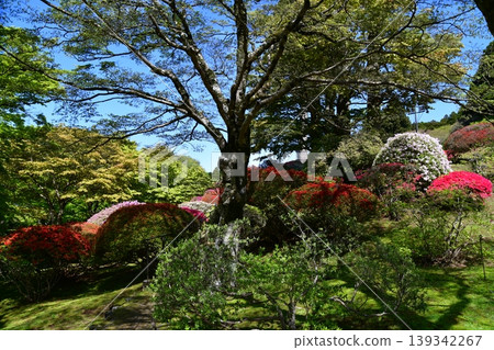 箱根的杜鵑花 箱根的杜鵑花 139342267