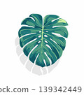 A monstera leaf vector illustration 139342449