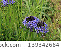 blue flower	 139342684