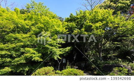 葉山潮騷公園的初夏 139342698