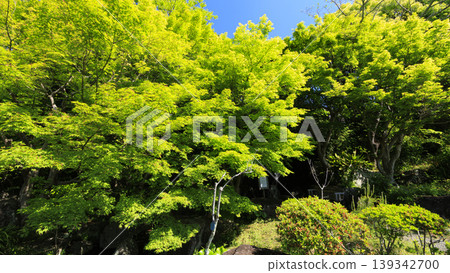 葉山潮騷公園的初夏 139342700