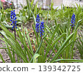 blue grape hyacinths bloom on city lawns. 139342725