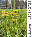 dandelions bloom on the city lawn 139342726