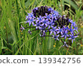 blue flower	 139342756