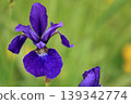 bright purple irises 139342774