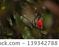 A red rose 139342788