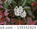 White flowers 139342824