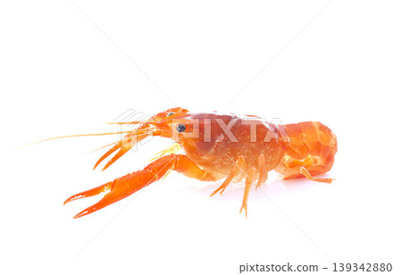 red crayfish red crayfish 139342880
