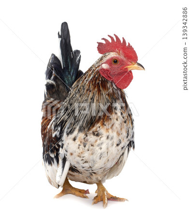 colorful serama rooster colorful serama rooster 139342886