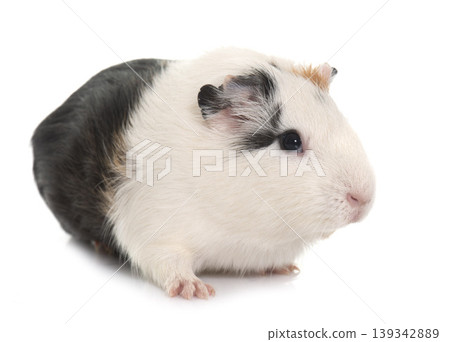 guinea pig in studio guinea pig in studio 139342889