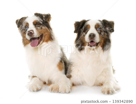 brown australian shepherds brown australian shepherds 139342890