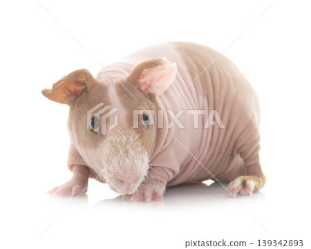 skinny guinea pig skinny guinea pig 139342893