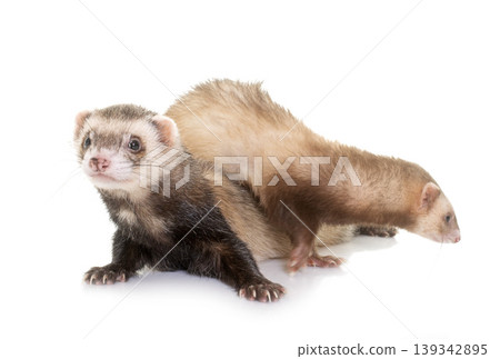 ferrets in studio ferrets in studio 139342895