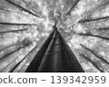 Tall tree in foggy forest viewed from below 139342959