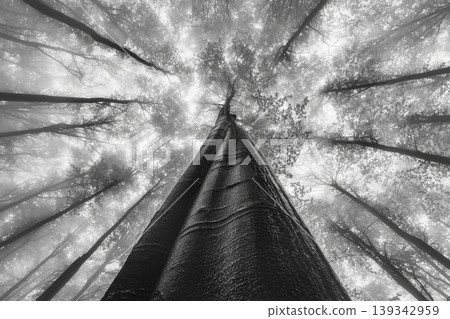 Tall tree in foggy forest viewed from below 139342959