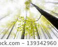Foggy forest with yellow leaves on trees in misty atmosphere 139342960