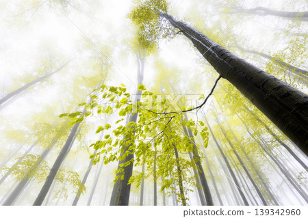 Foggy forest with yellow leaves on trees in misty atmosphere Foggy forest with yellow leaves on trees in misty atmosphere 139342960