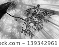 Fog-covered forest with tree branches in focus 139342961