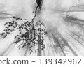 Foggy forest with trees and leaves in monochrome 139342962