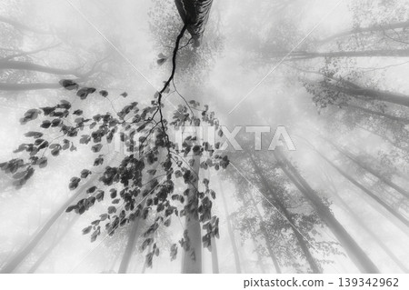 Foggy forest with trees and leaves in monochrome Foggy forest with trees and leaves in monochrome 139342962