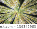 Looking up at autumn trees with golden leaves 139342963