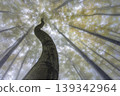 Twisted tree trunk in foggy forest setting 139342964