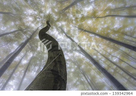 Twisted tree trunk in foggy forest setting Twisted tree trunk in foggy forest setting 139342964