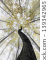 Twisting tree trunk reaching for foggy forest canopy 139342965