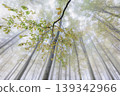 Foggy forest with trees and autumn leaves 139342966