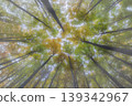 Looking up at autumn trees in a misty forest 139342967