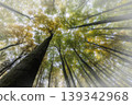 Looking up at trees in a misty forest 139342968