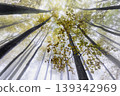 Foggy forest with autumn leaves and tall trees 139342969