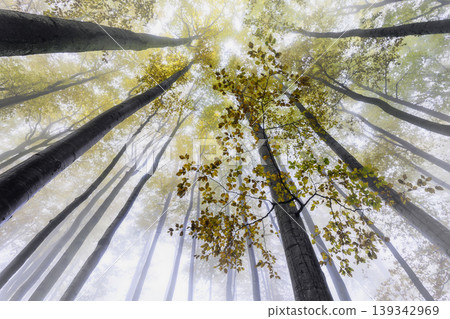 Foggy forest with autumn leaves and tall trees Foggy forest with autumn leaves and tall trees 139342969
