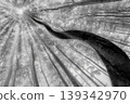 Twisted tree trunk in foggy forest with sun rays 139342970
