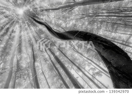 Twisted tree trunk in foggy forest with sun rays Twisted tree trunk in foggy forest with sun rays 139342970