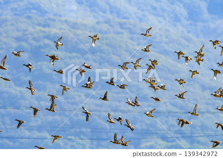 A large flock of ducks in flight A large flock of ducks in flight 139342972
