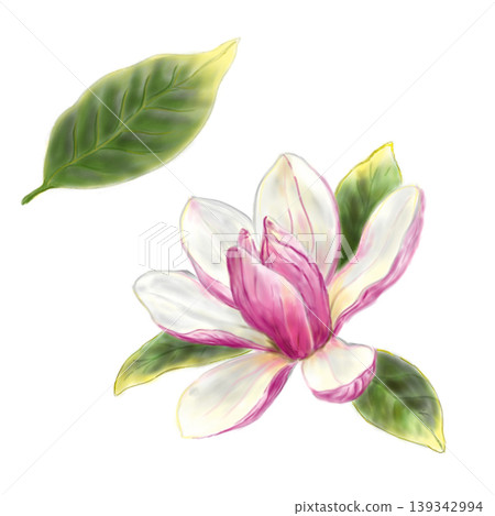 Pink magnolia bud with green leaves. Hand painted digital illustration isolated on white background. For design, cards, postcards, stickers, flyers 139342994