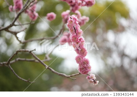梅花告訴春天的到來 梅花告訴春天的到來 139343144