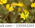 Brightly colored yellow flowers 139343203