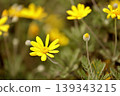 Yellow flower 139343215