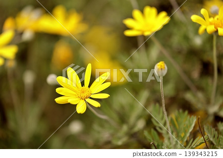 Yellow flower 139343215