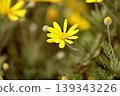 Yellow flower 139343226